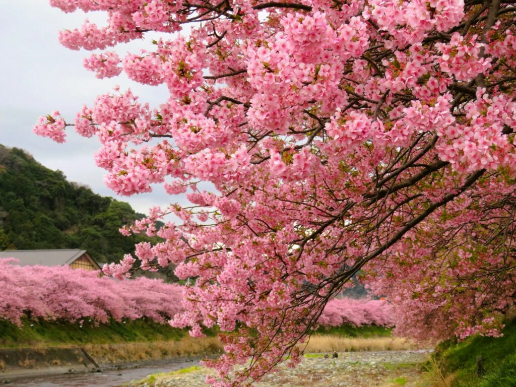 静岡県河津町で咲き誇る河津桜（桜シーズン）
