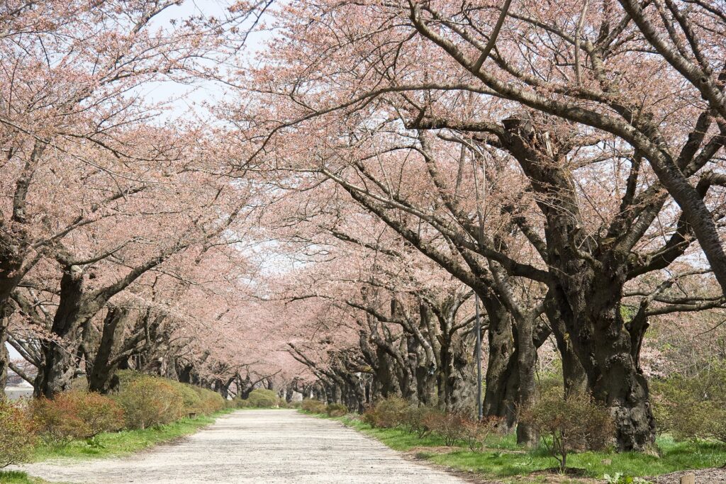 Kitakami Tenshochi in cherry blossom season