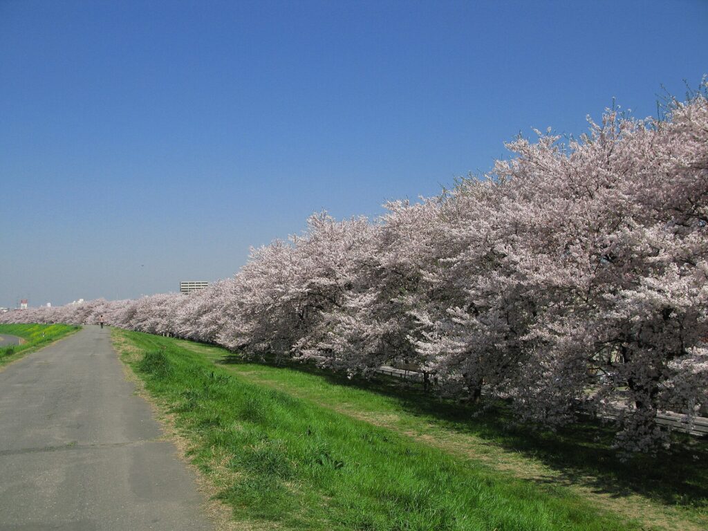 Kumagaya Sakura-zutsumi in cherry blossom season