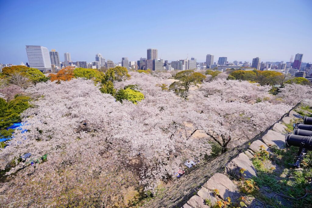 福岡の桜（桜の季節）