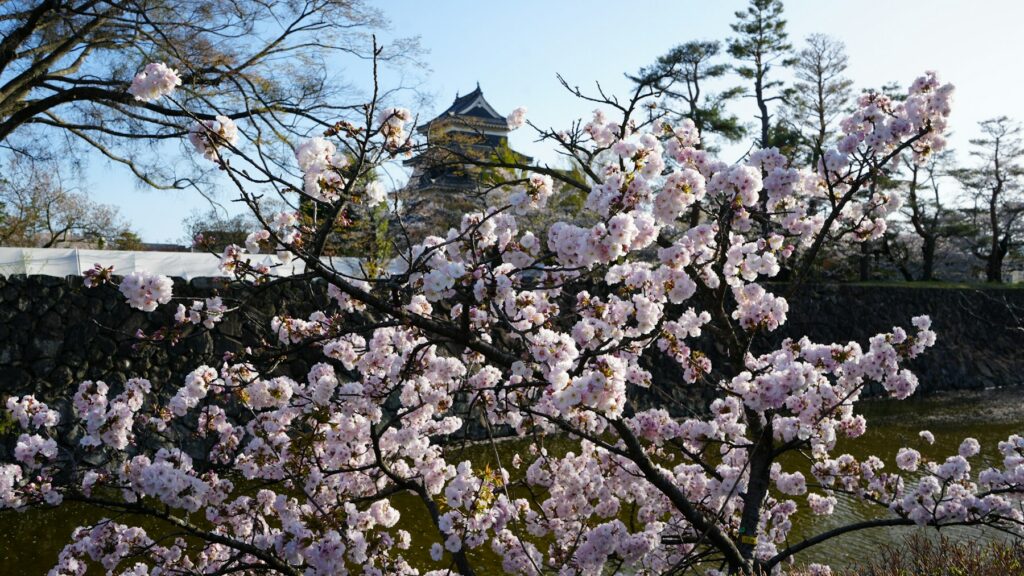 満開の桜と松本城