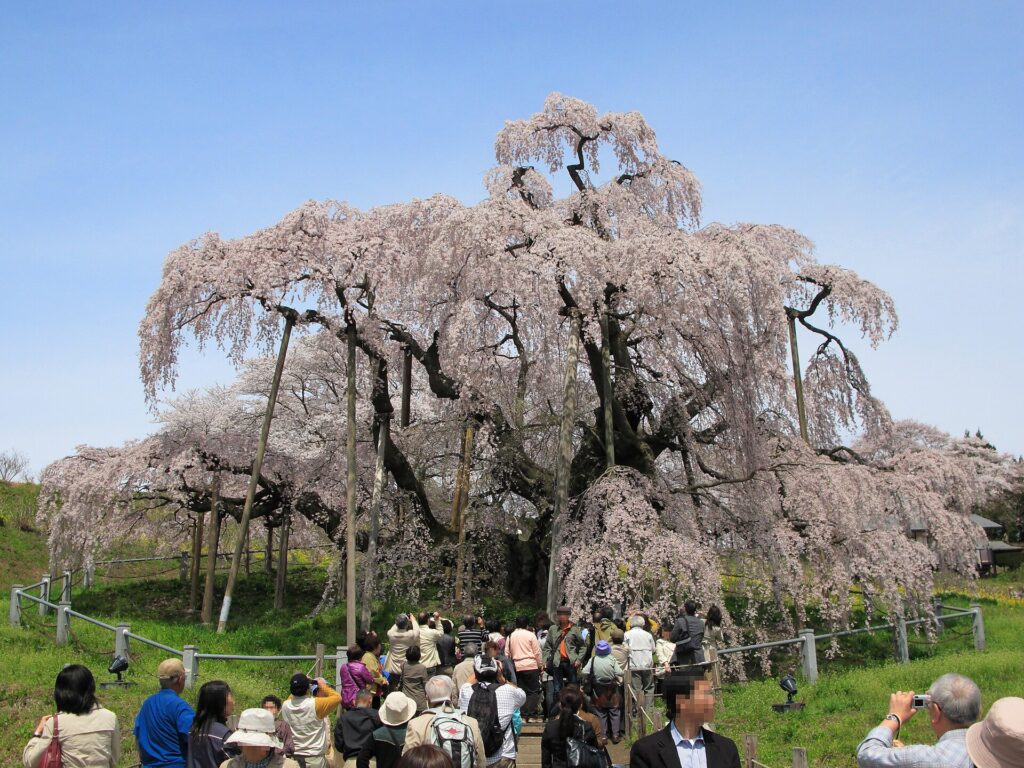 Miharu Takizakura in cherry blossom season