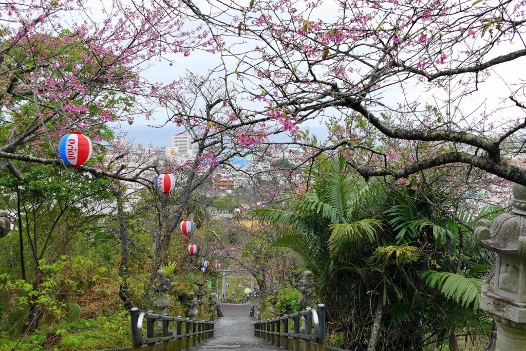 Nago Castle Park in cherry blossom season