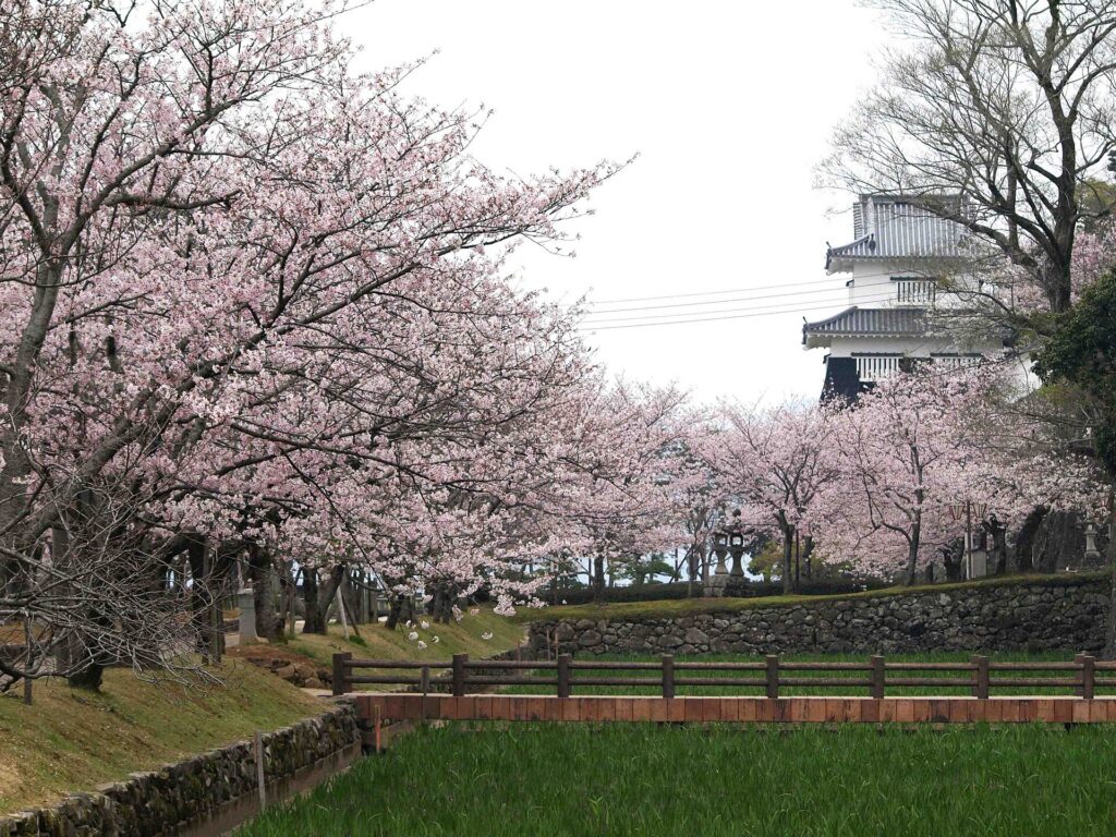 Omura Park in cherry blossom season