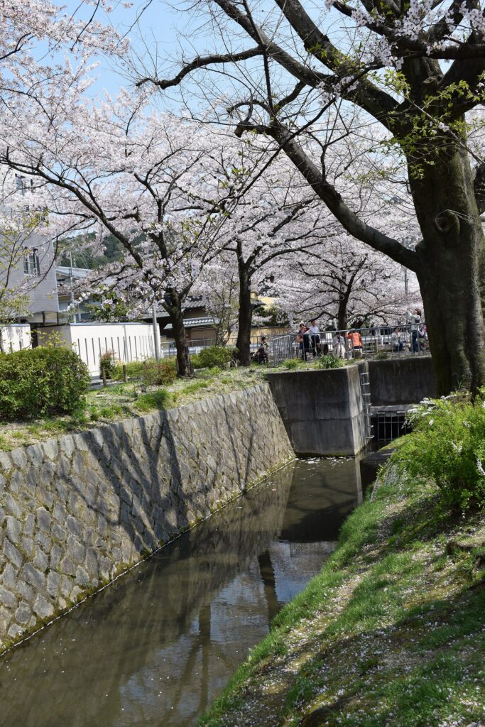 Philosopher's Path in cherry blossom season
