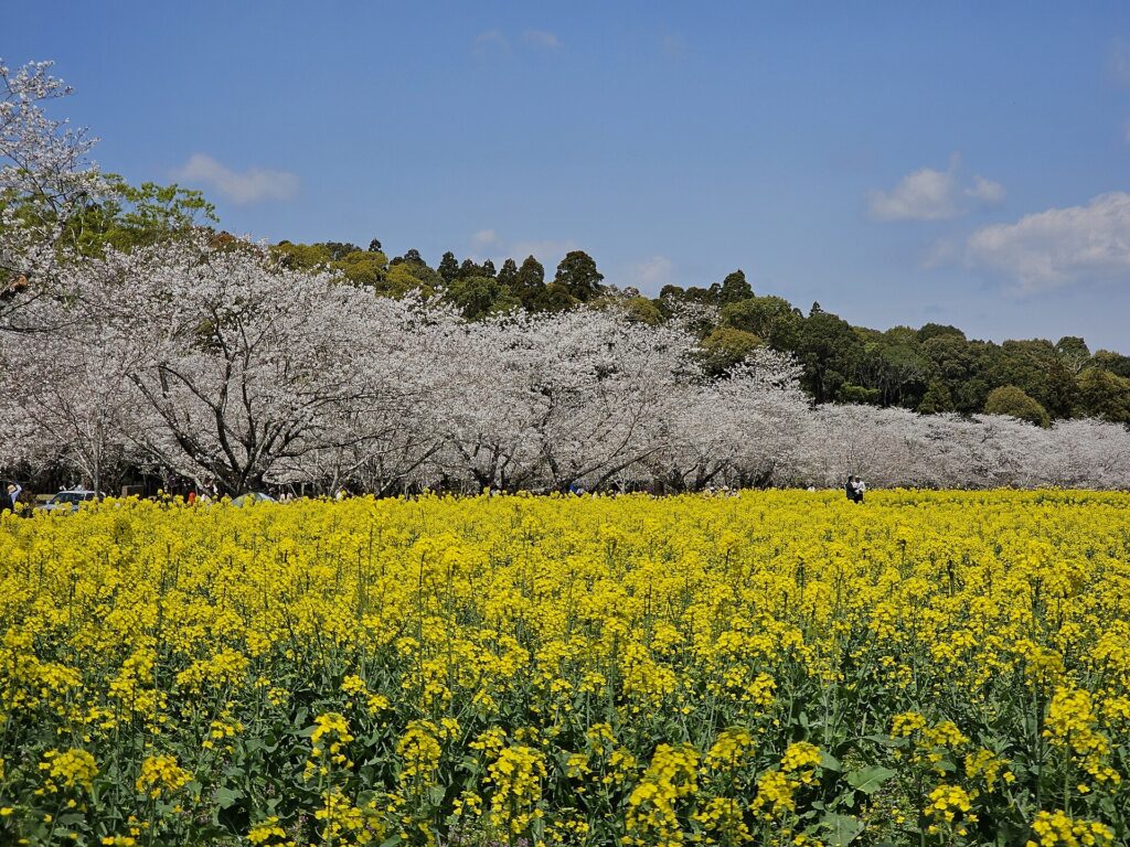 Saitobaru Burial Mounds in cherry blossom season