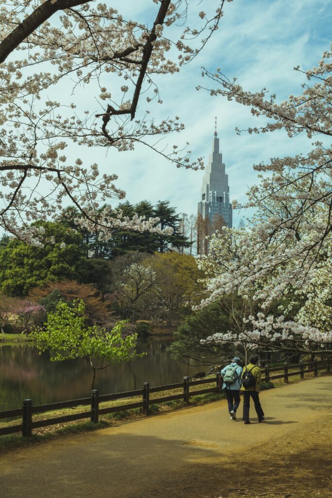 春の新宿御苑（桜の季節）