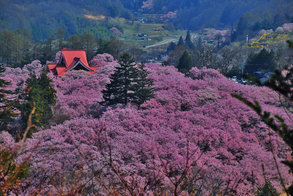 Takato Castle Ruins Park in cherry blossom season