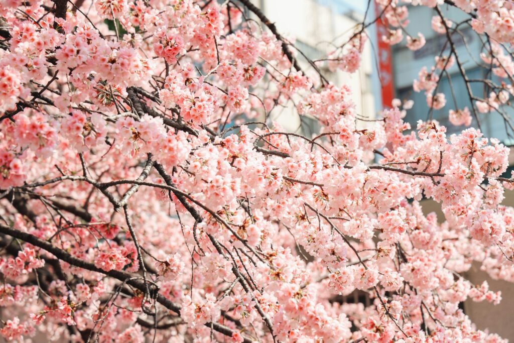 東京・上野の桜（桜の季節）