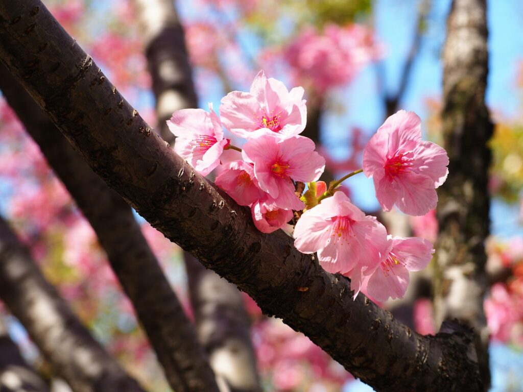 名古屋の桜（桜の季節）