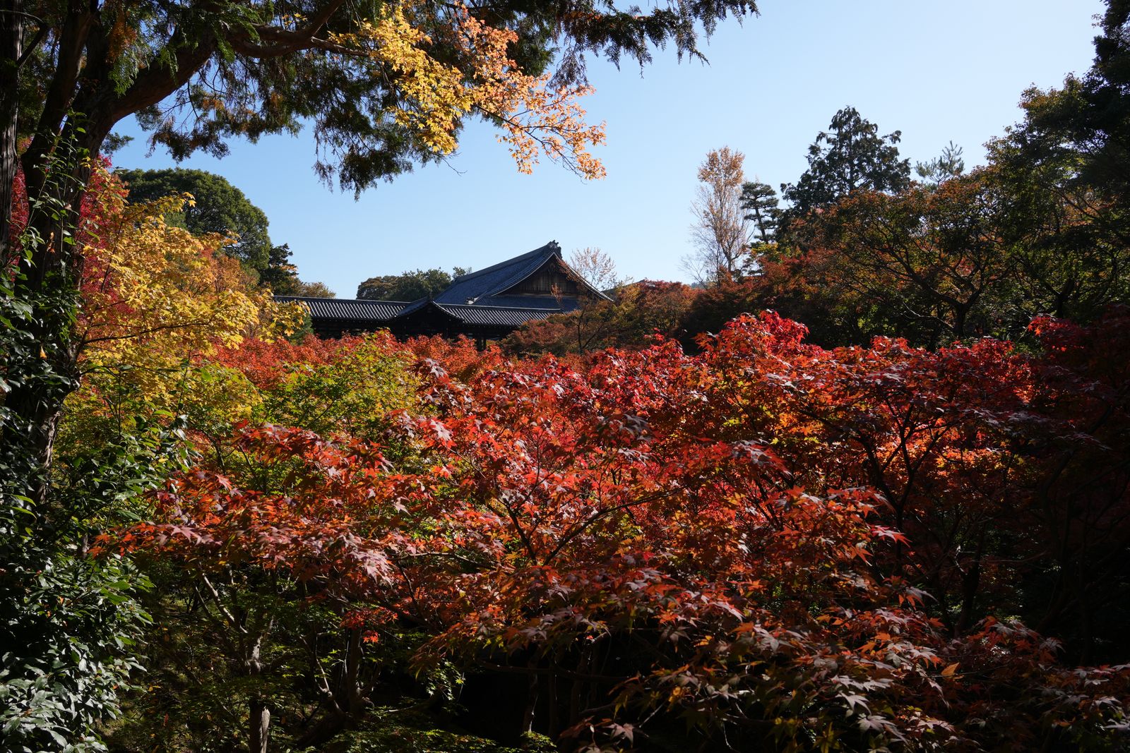 Red and orange maple leaves at Tofuku-ji temple in Kyoto in autumn