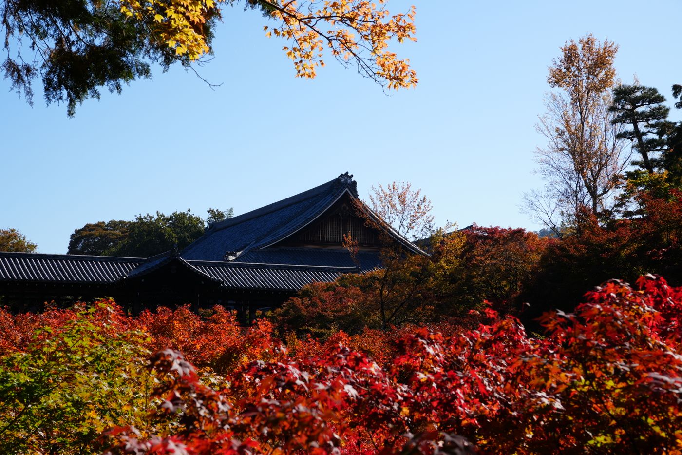 Kyoto autumn leaves at Tofuku-ji: red and orange maple canopy in front of temple roofs