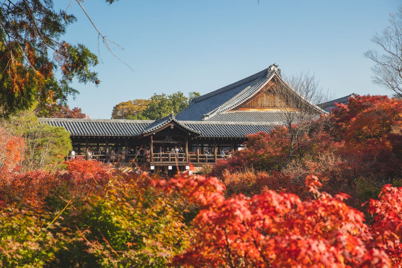 Tsutenkyo bridge at Tofuku-ji, Kyoto, above a valley of red autumn maples