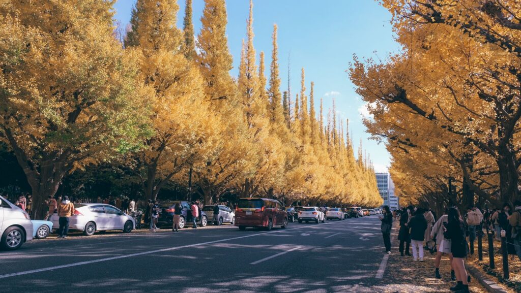 Things to do in Tokyo in November: sunny street lined with yellow ginkgo trees